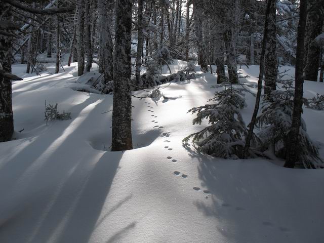 5_Fisher Tracks on Garfield.JPG